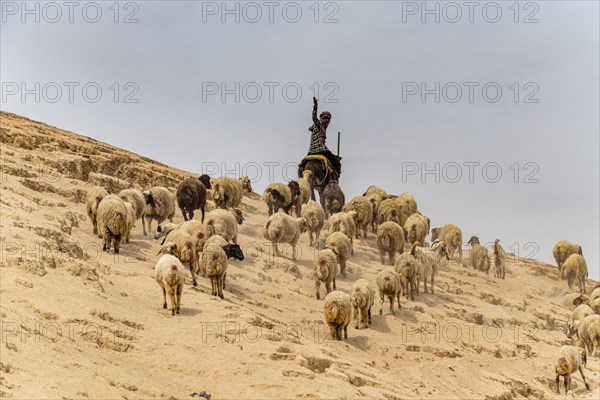 Shepherd with his sheeps