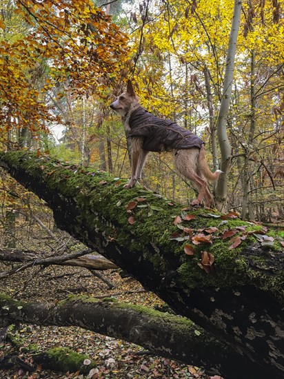 Podengo on tree trunk looking into autumn forest