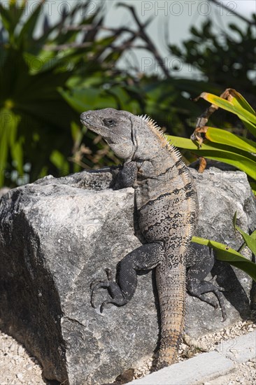 Iguana