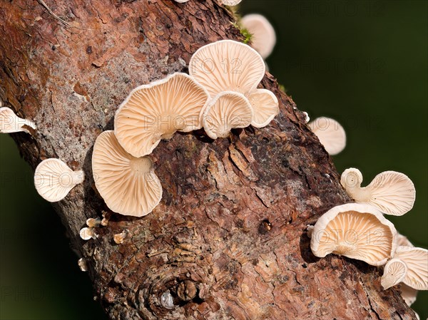 Common stump-foot