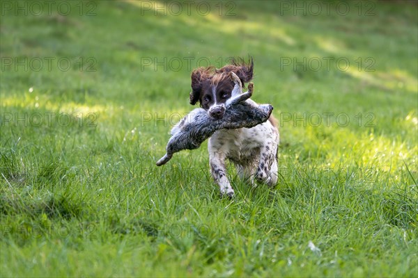 Hunting dog