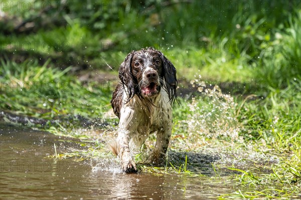 Hunting dog