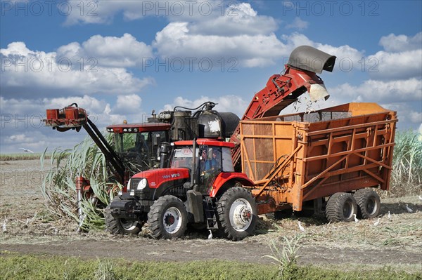 Sugar cane harvest with tractor and machine
