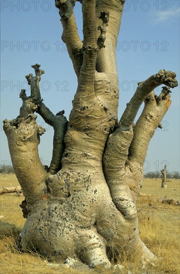 Moringa tree