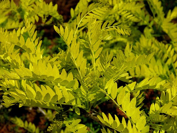 Honey locust