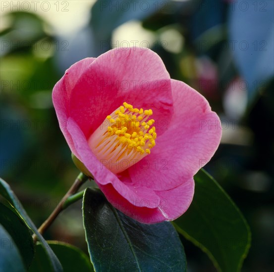 Camellia japanese camellia