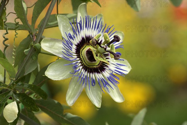 Passion flower passion fruit