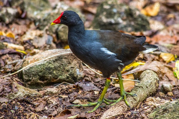 Moorhen