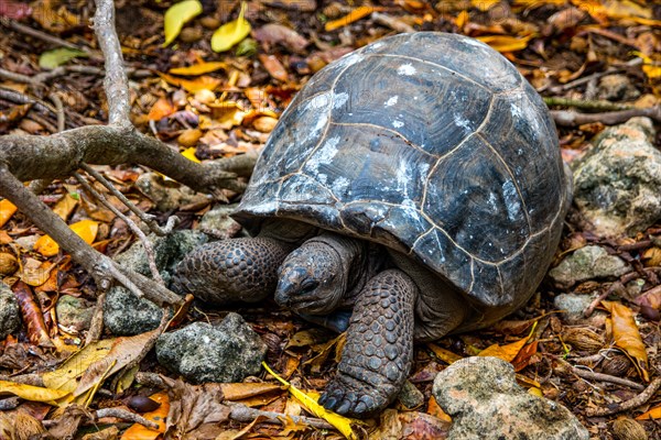 Aldabra giant tortoise