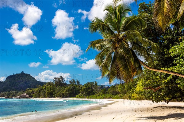 Decorative palm tree on Baie Lazare beach