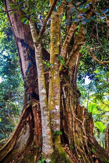 Jackfruit tree