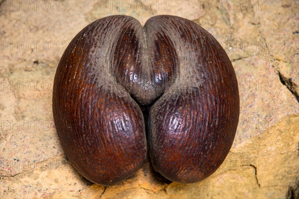 Seeds of the Coco-de Mer