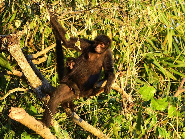 Peruvian spider monkeys