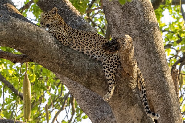 African leopard