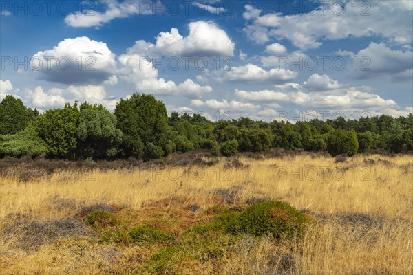 Juniper grove nature reserve