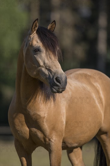 Pura Raza Espanola stallion dun in natural portrait