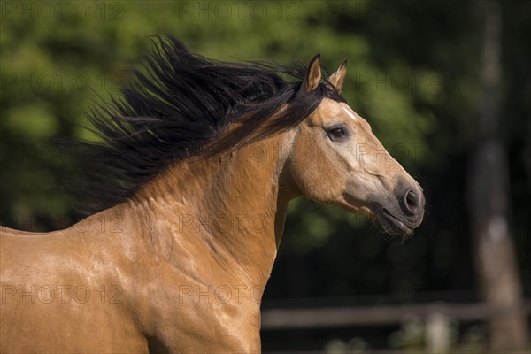 Pura Raza Espanola stallion dun with flowing mane in moving portrait