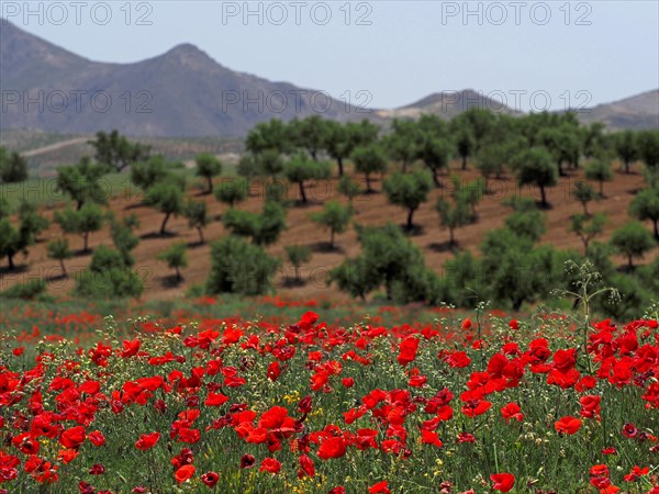 Field with poppies in front of almond plantation