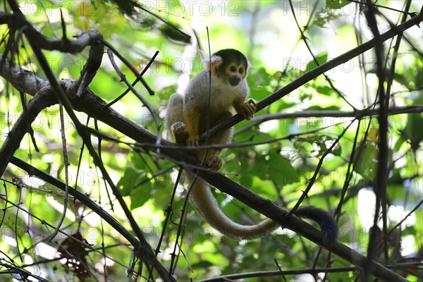 Black-capped squirrel monkey