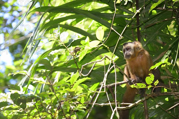 Tufted Capuchin