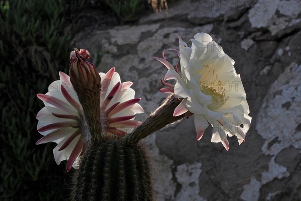 flowering queen of the night