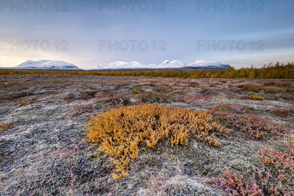 Autumn tundra in front of snowy mountains