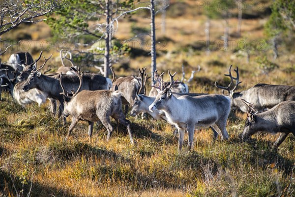 Reindeer