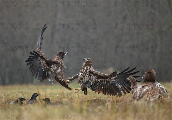 White-tailed eagle