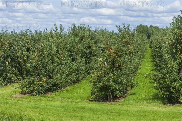 Apple orchard