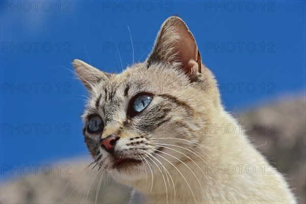 Head of tabby cat with blue eyes