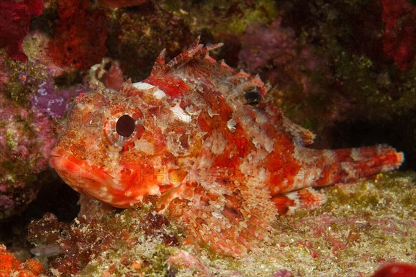 Close-up of small red scorpionfish