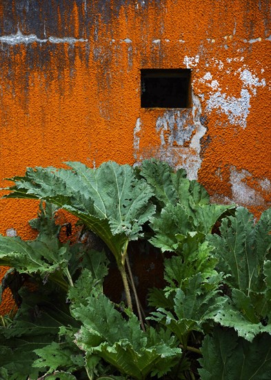 House facade with red algae growth and butterbur