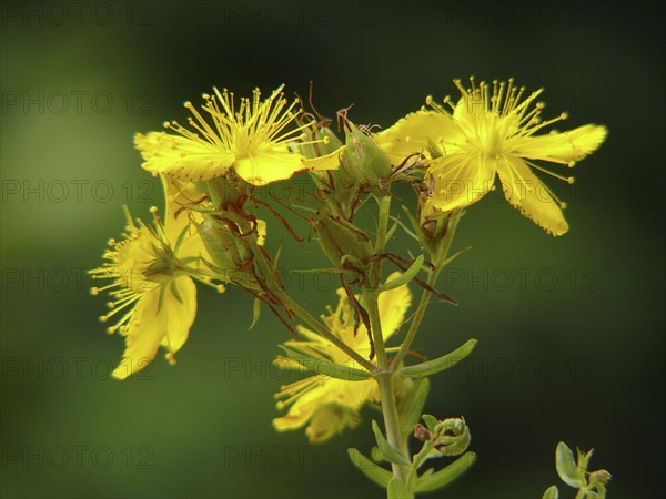 Medicinal plant