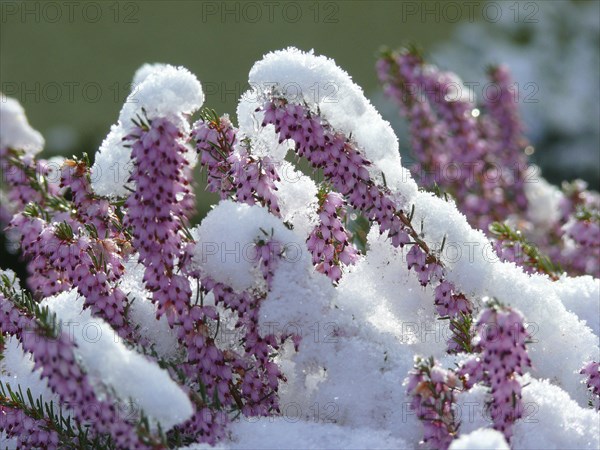 Bell heather