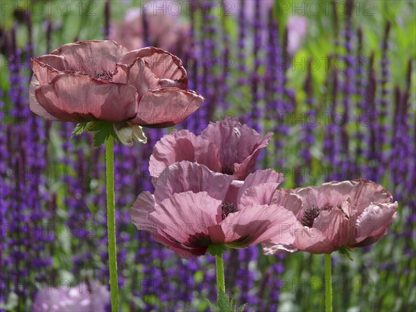 Oriental poppy