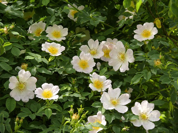 Dog rose