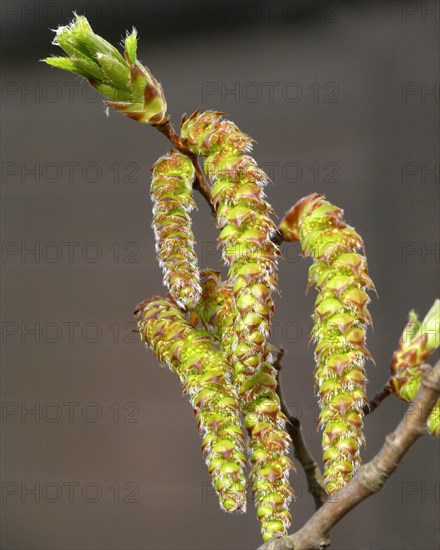 Alder catkin