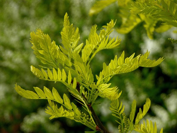 Honey locust