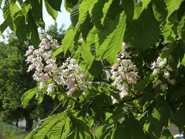 Horse Chestnut in flower