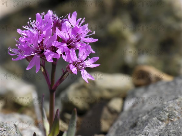 Red alpine catchfly