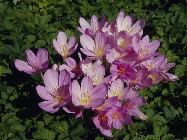 Meadow saffron