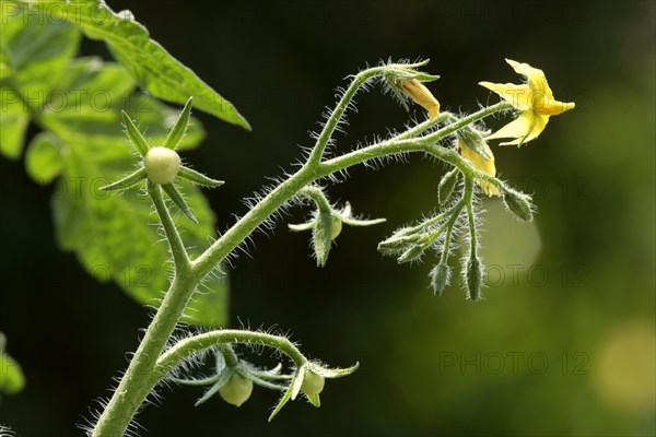 Variety hoffmanns rentita