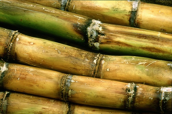 Sugar cane