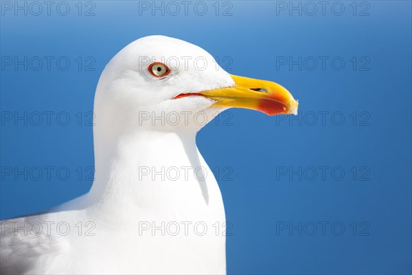 Yellow-legged gull