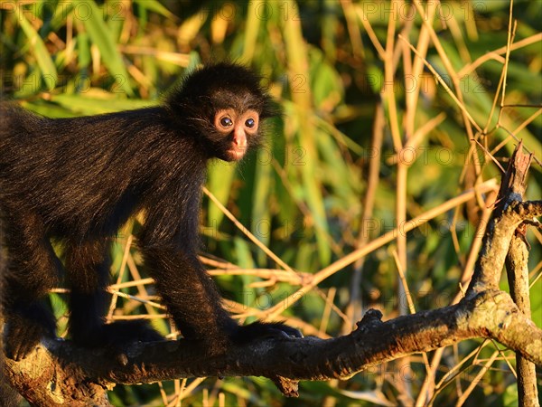 Peruvian spider monkey