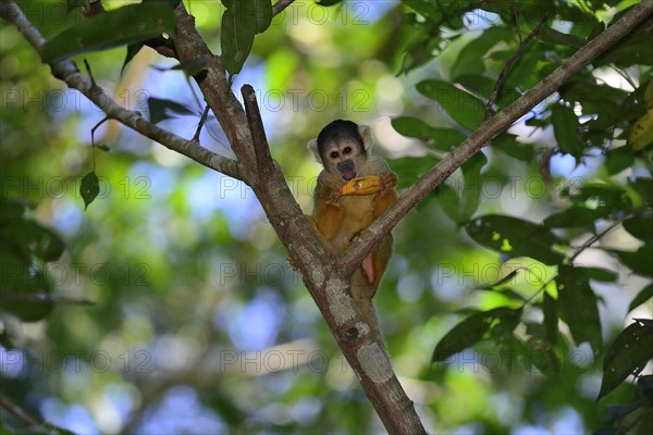 Black-capped squirrel monkey