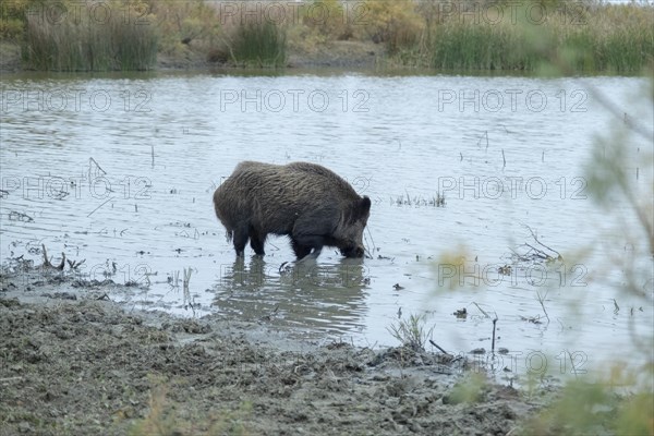 Wild boar