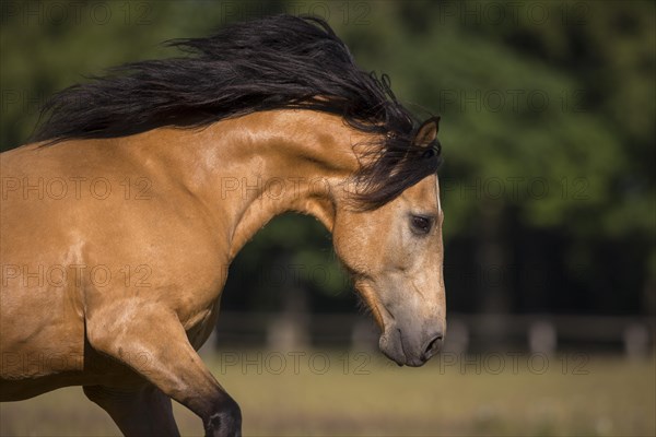 Pura Raza Espanola stallion dun with flowing mane in moving portrait