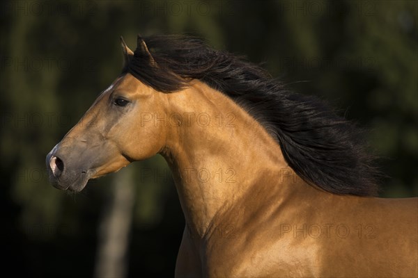 Pura Raza Espanola stallion dun with flowing mane in moving portrait