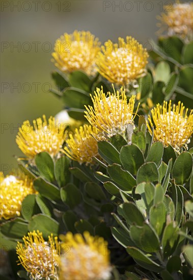 Pincushion protea